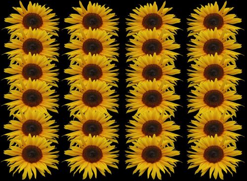 sunflower series texture