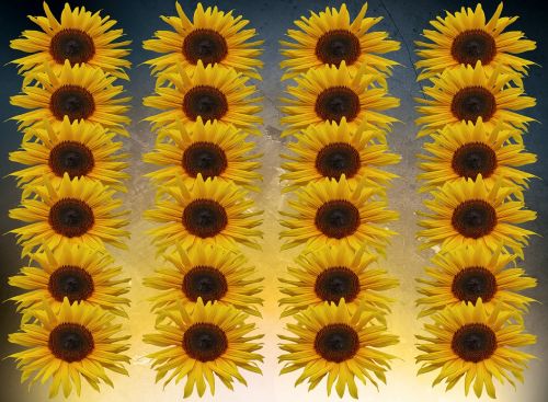 sunflower flowers series