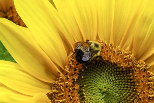 sunflower flower yellow