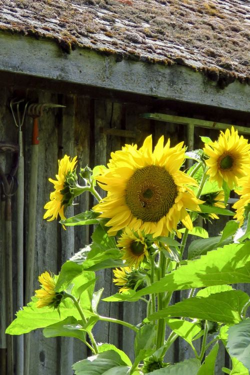 sunflower flower yellow