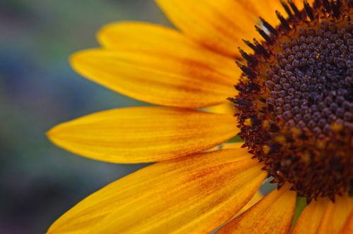 sunflower flower yellow flower