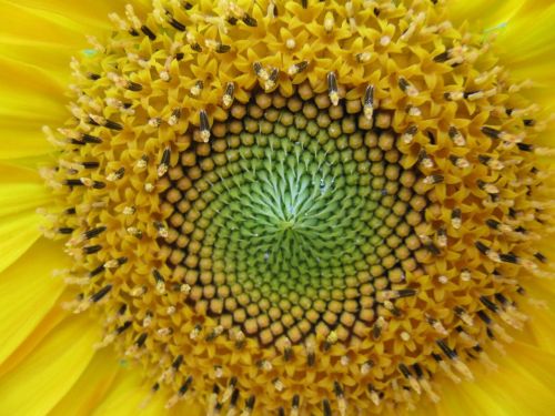 sunflower center flower