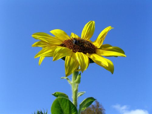 sunflower flower plant