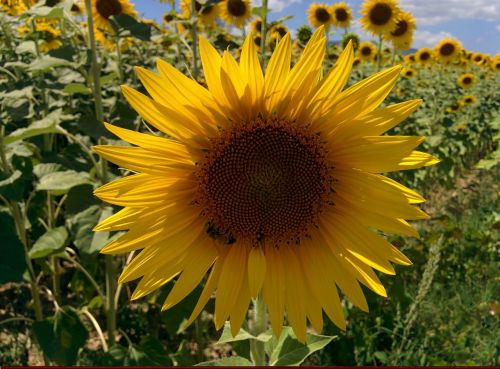 sunflower bee castelnuovo
