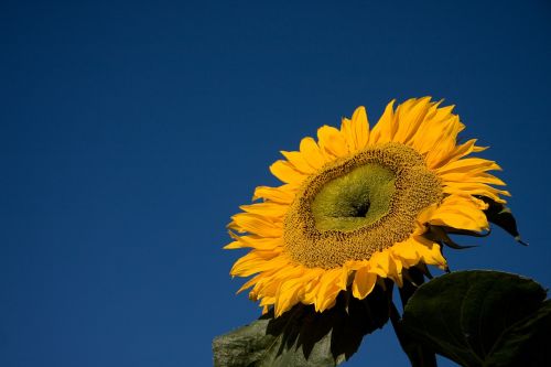 sunflower open yellow