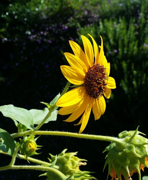 sunflower native plant flower
