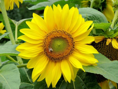 sunflower yellow nature