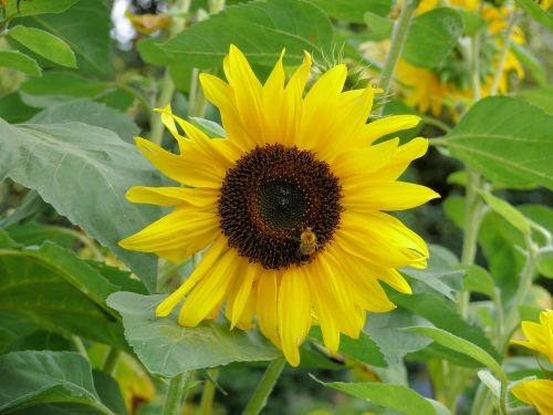 sunflower yellow bloom
