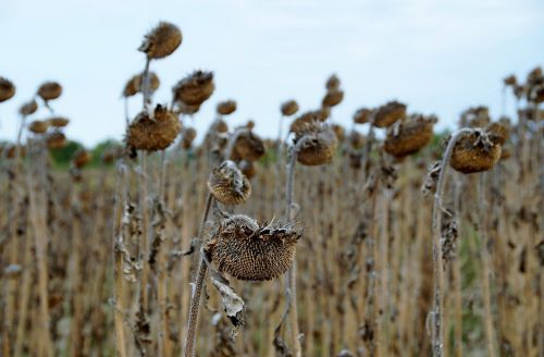 sunflower mature dry