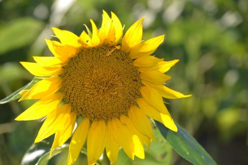 sunflower lone flower yellow