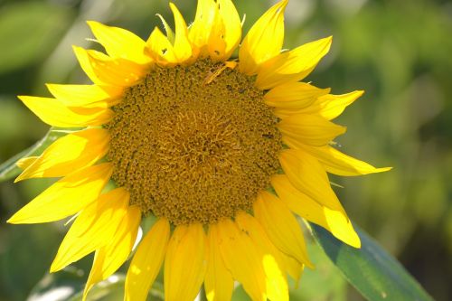 sunflower lone flower yellow
