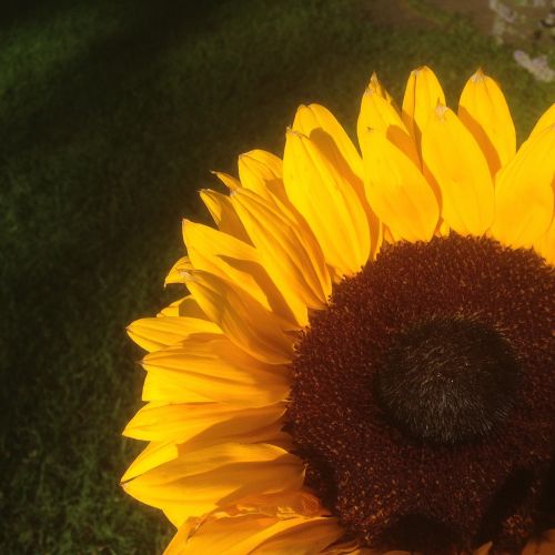 sunflower shadow yellow
