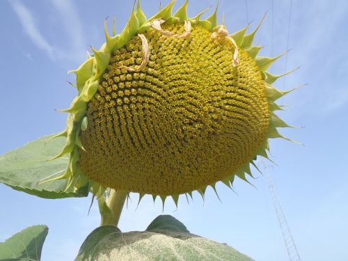 sunflower flower floral