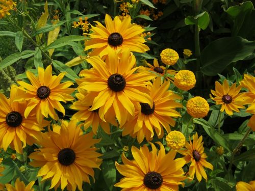 sunflower flowers blütenmeer