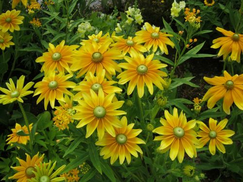 sunflower flowers blütenmeer