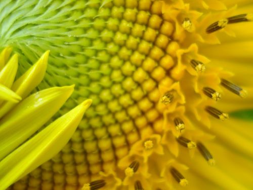 sunflower growing macro