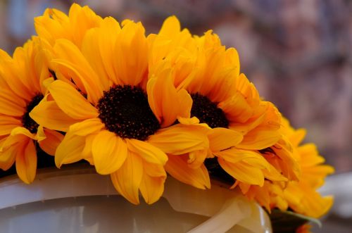 sunflower bucket flowers