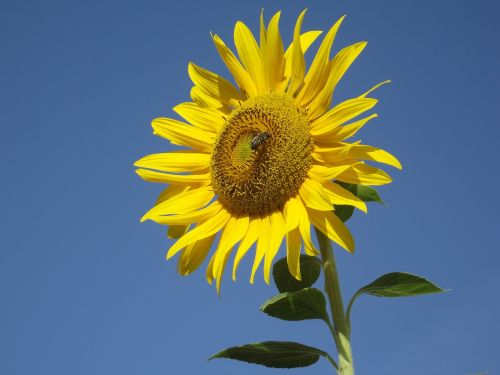 sunflower flower bee