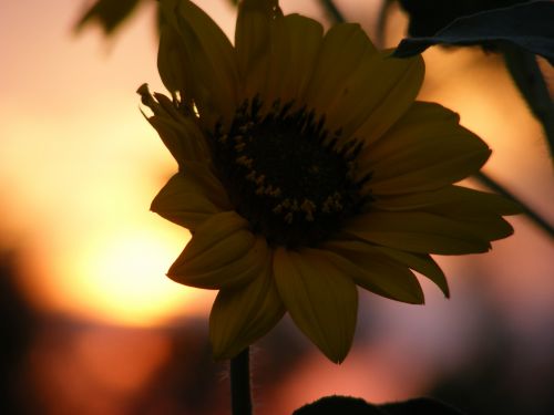 Sunflower At Sunset