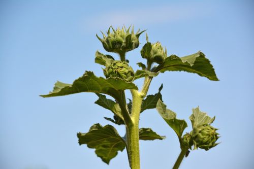 sunflower bud ant plant