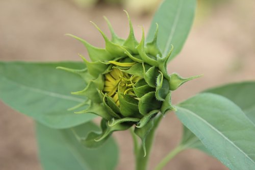 sunflower button  sunflower  flower sunflower