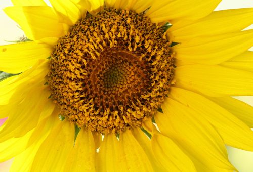 Sunflower Close-up