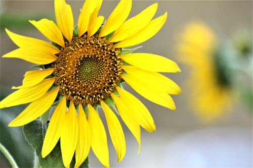 Sunflower Close-Up