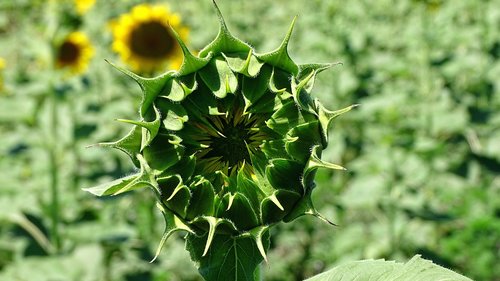 sunflower closed  bud  field