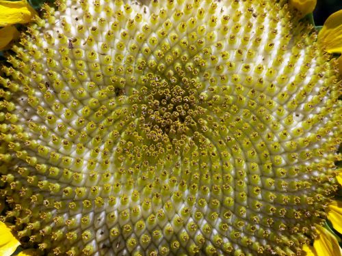 Sunflower Closeup