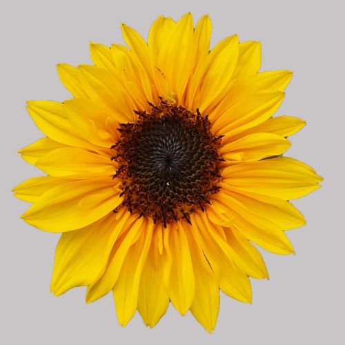Sunflower Cutout