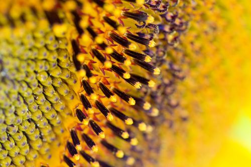 Sunflower Detail