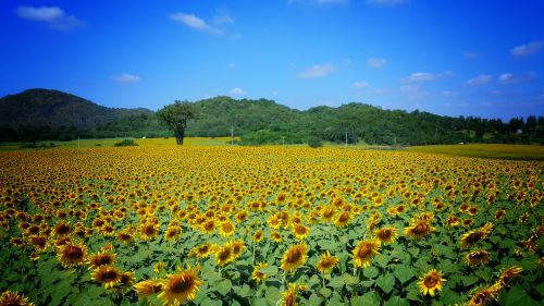 sunflower field yellow blue sky