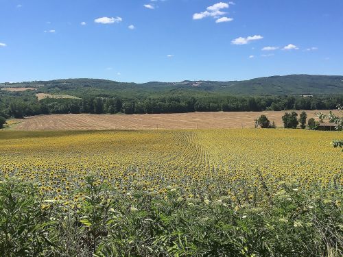 sunflower field yellow agriculture