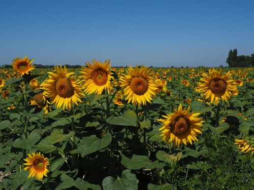 sunflower field sun flower helianthus annuus