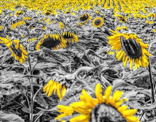 sunflower field girasol sunflower