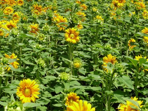 sunflower field sunflower yellow