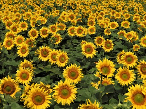 sunflower field  agriculture  nature