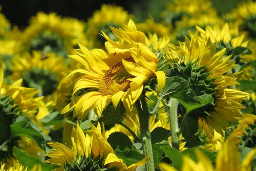 sunflower field  sunflower  bright