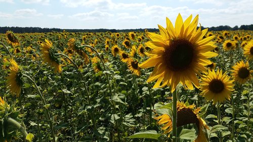 sunflower field  field  summer