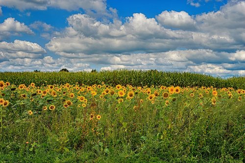 sunflower field  flowers  yellow