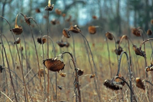 sunflower field  withered sunflower  withered