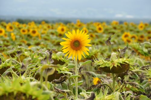 sunflower field sunflower floral