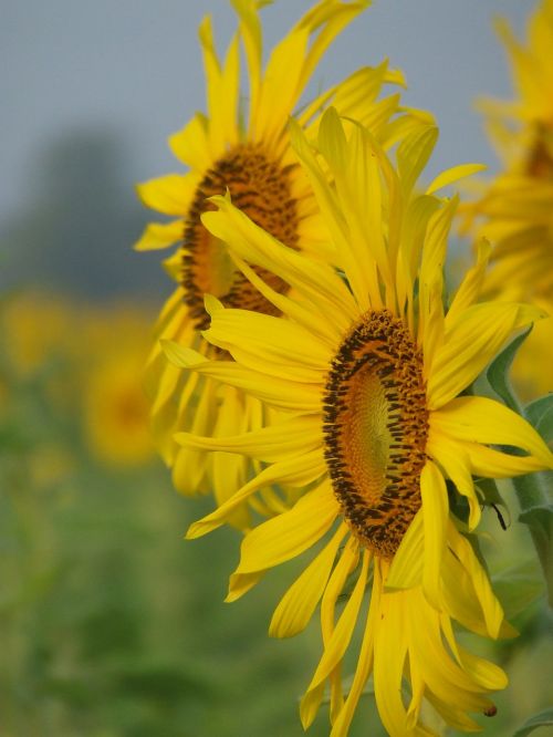 sunflower field yellow flowers