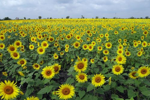 sunflower fields flowers karnataka