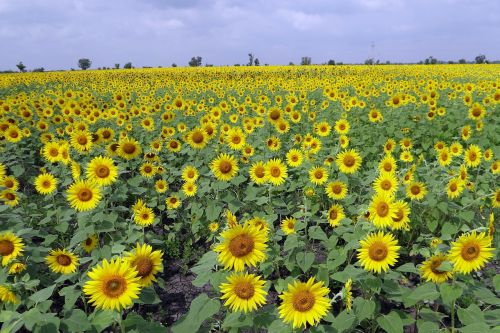 sunflower fields karnataka india