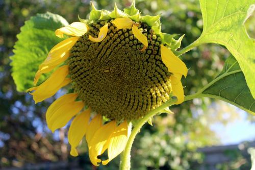 sunflower garden seeds plant