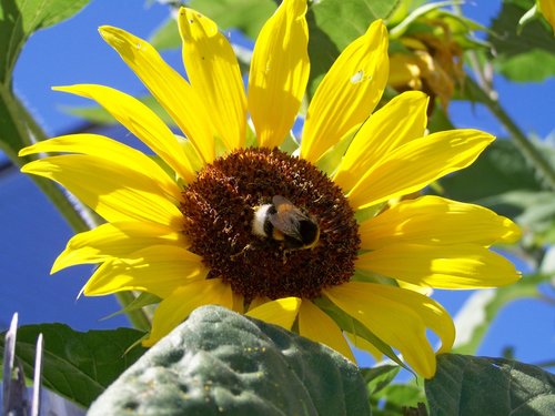 sunflower garden  yellow flower  summer