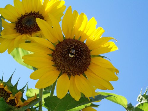 sunflower garden  yellow flower  summer