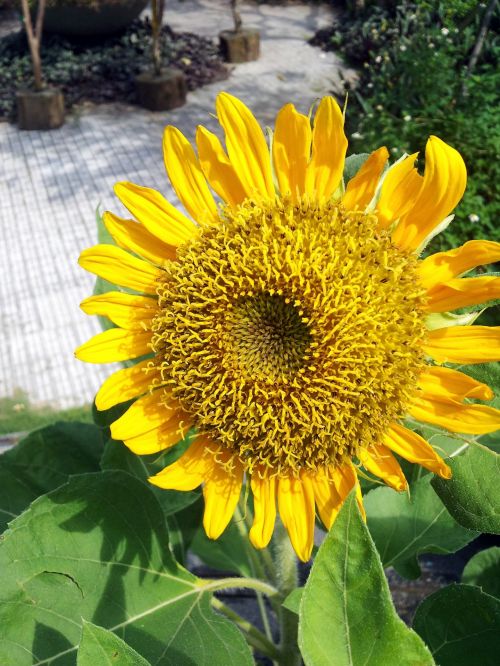 Sunflower In Blossom