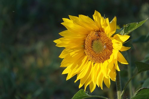sunflower in october  autumn  blossom
